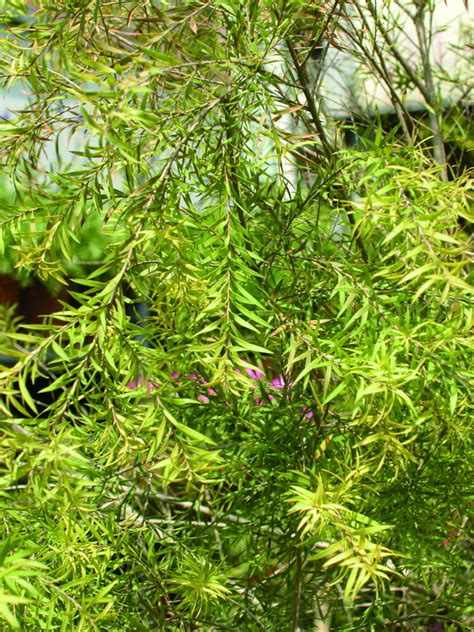 串錢柳風水|掌握植物能量，解鎖財富密碼：周易風水與陰陽五行的致富秘訣